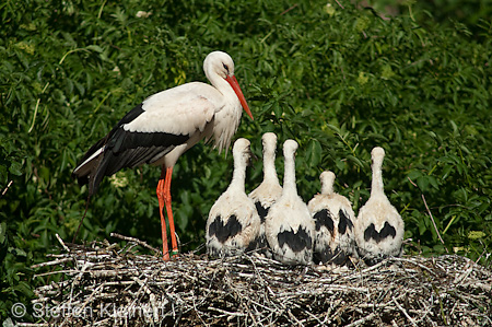 Weißstorch, Ciconia ciconia 052